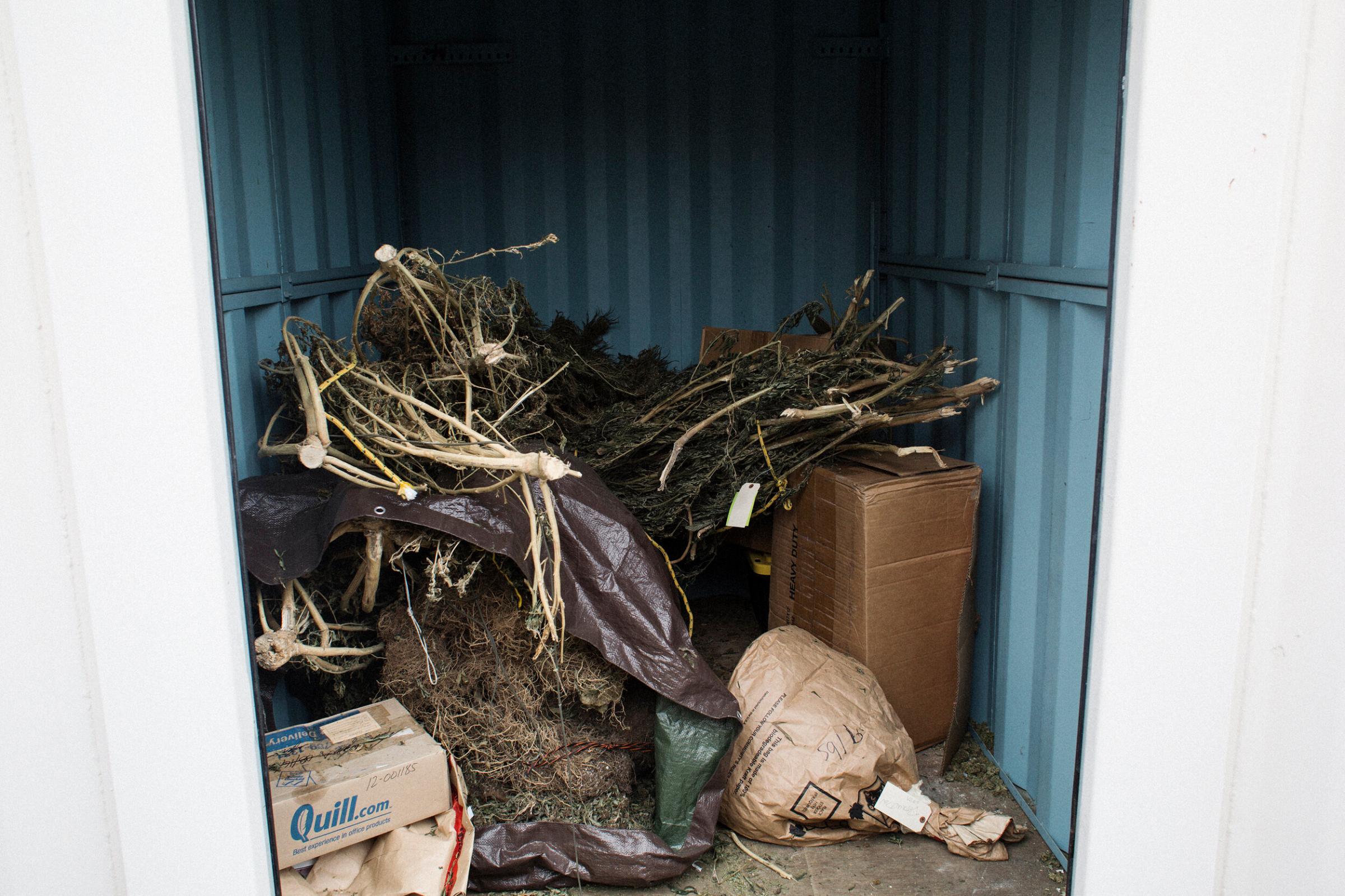 Marijuana contraband in a storage container at the Trinity County Sheriff Department,...