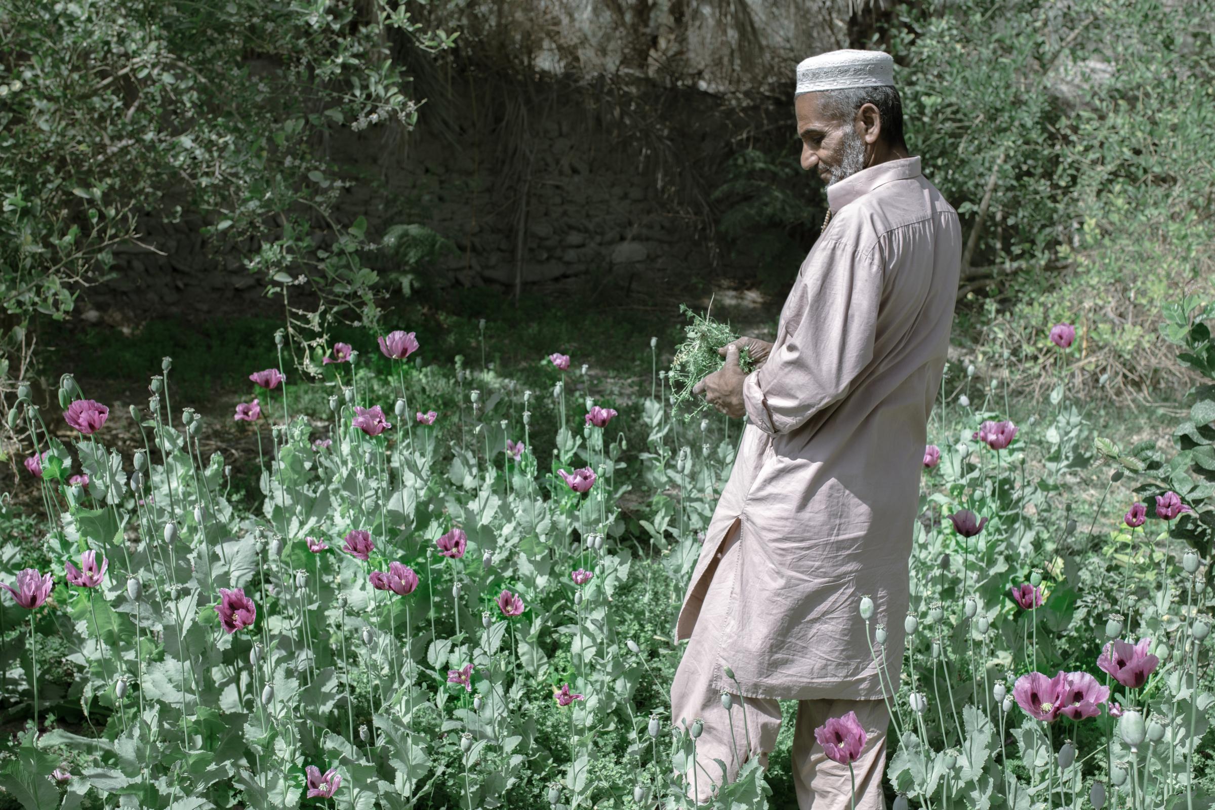 IN THE DESERT OF WETLANDS -   Ahmad Rakhshani has planted poppy in his garden for...