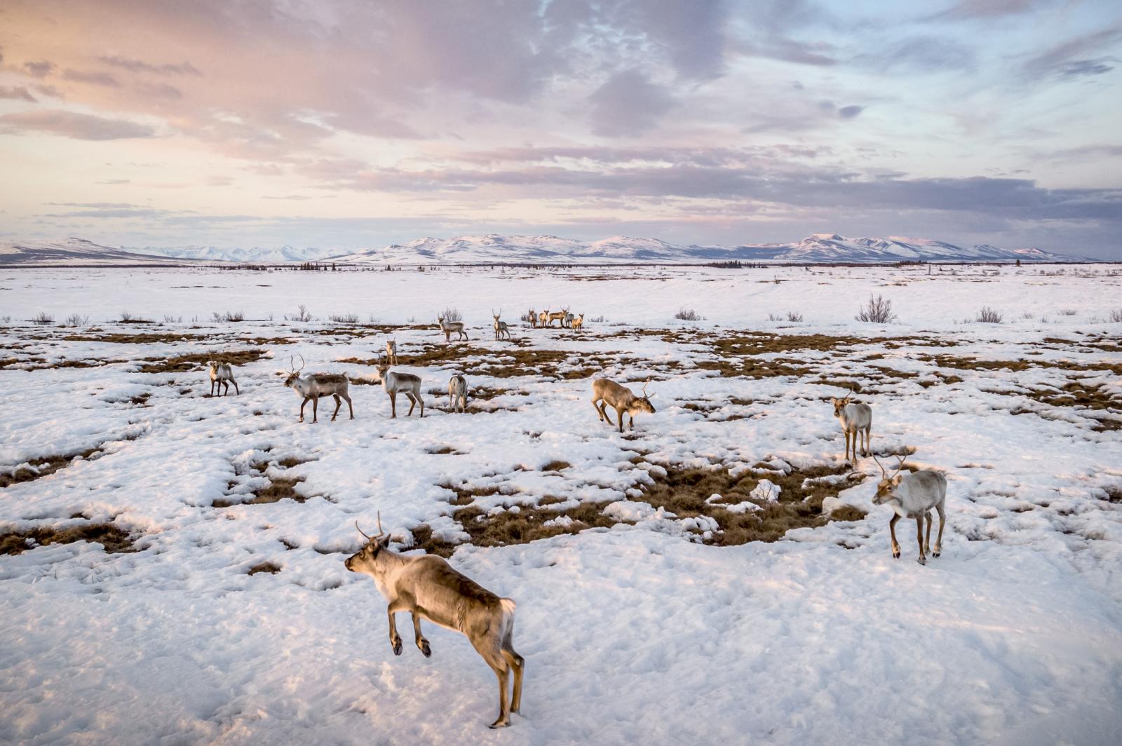 Vanishing Caribou - Katie Orlinsky Photography