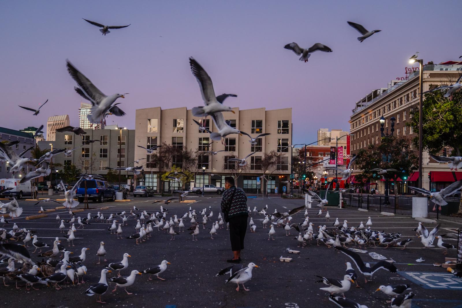 Image from United States - A woman feeds birds early morning in a downtown parking...