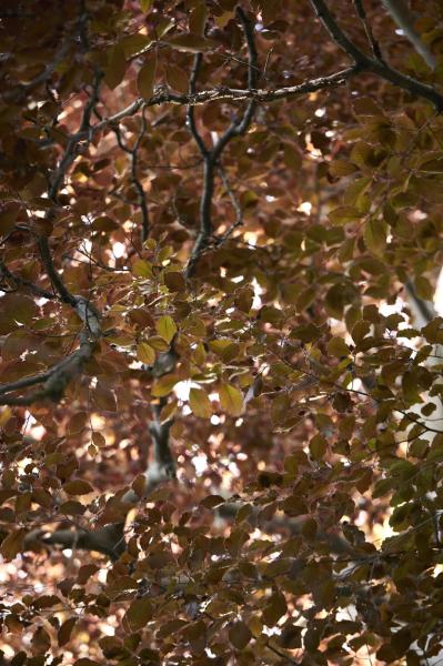 Image from Curtains -   