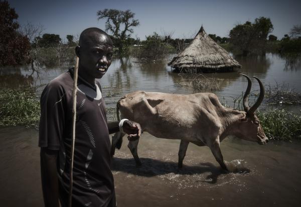 BBC NEWS ONLINE : South Sudan floods: Fleeing Nile waters to a minefield - Emaciated cattle are herded along the main road in Bentiu town. Homes have been flooded in Bentiu...