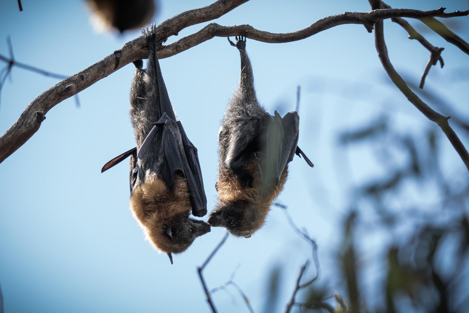 Flying Fox Bat Colony in Yarra ...March 2023. Melbourne Australia