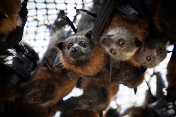 THE NEW YORK TIMES: As Temperatures Rise, Melbourne’s Bats Get Their Own Sprinkler System