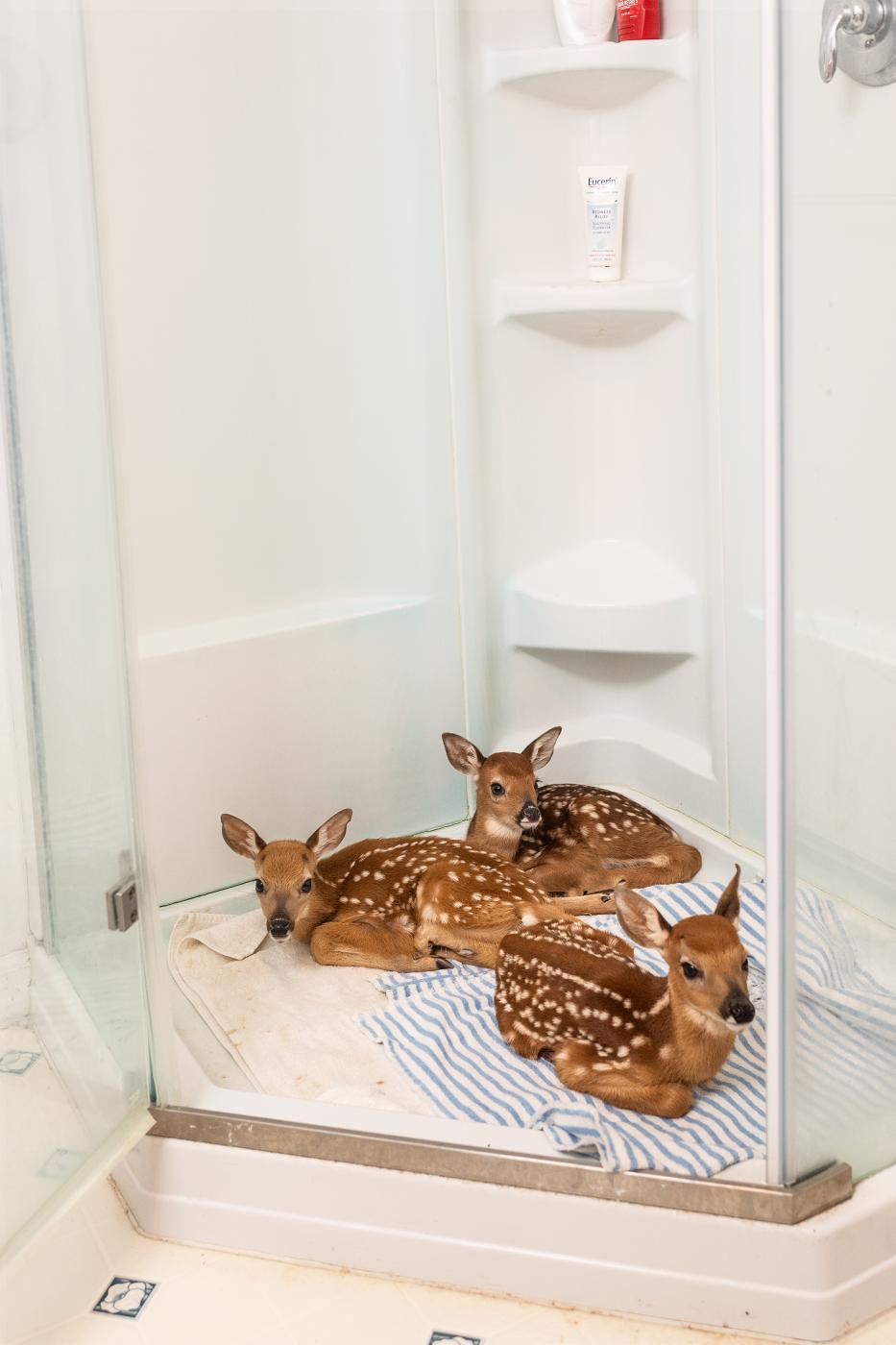 Fawns shelter overnight from pr...n a volunteer&#39;s shower.