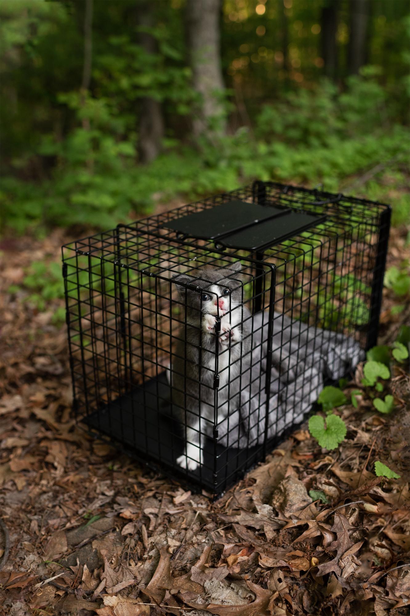 It Takes a Village - A captured feral kitten will be vetted and put up for...