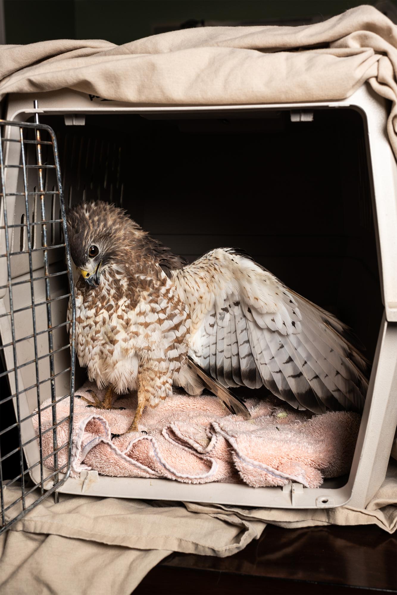 It Takes a Village - Transferring a Red-Tailed Hawk.