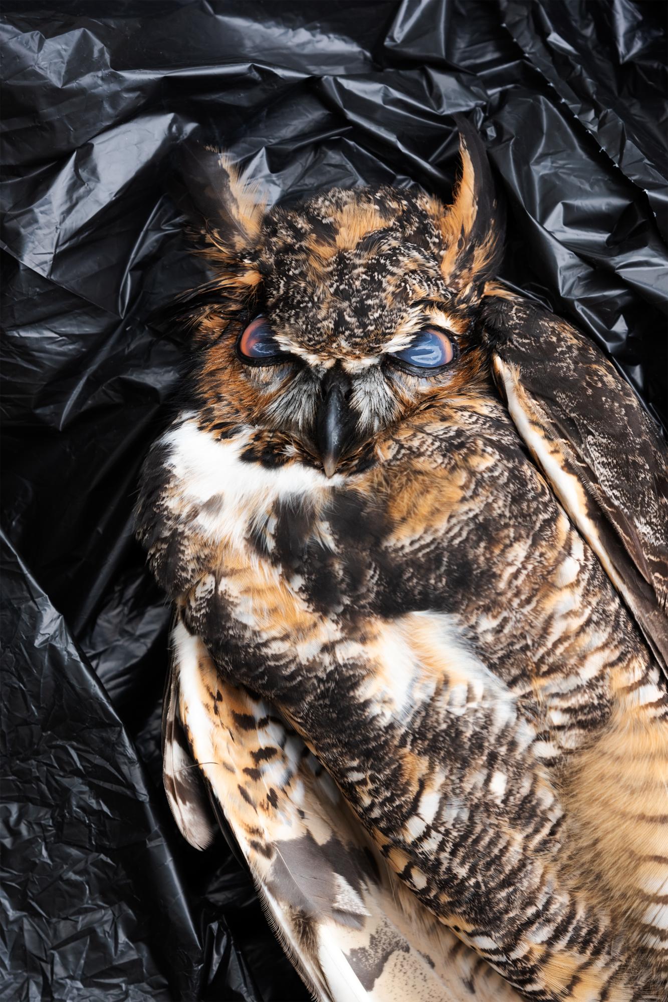 It Takes a Village - A Great Horned owl deceased from West Nile Virus.