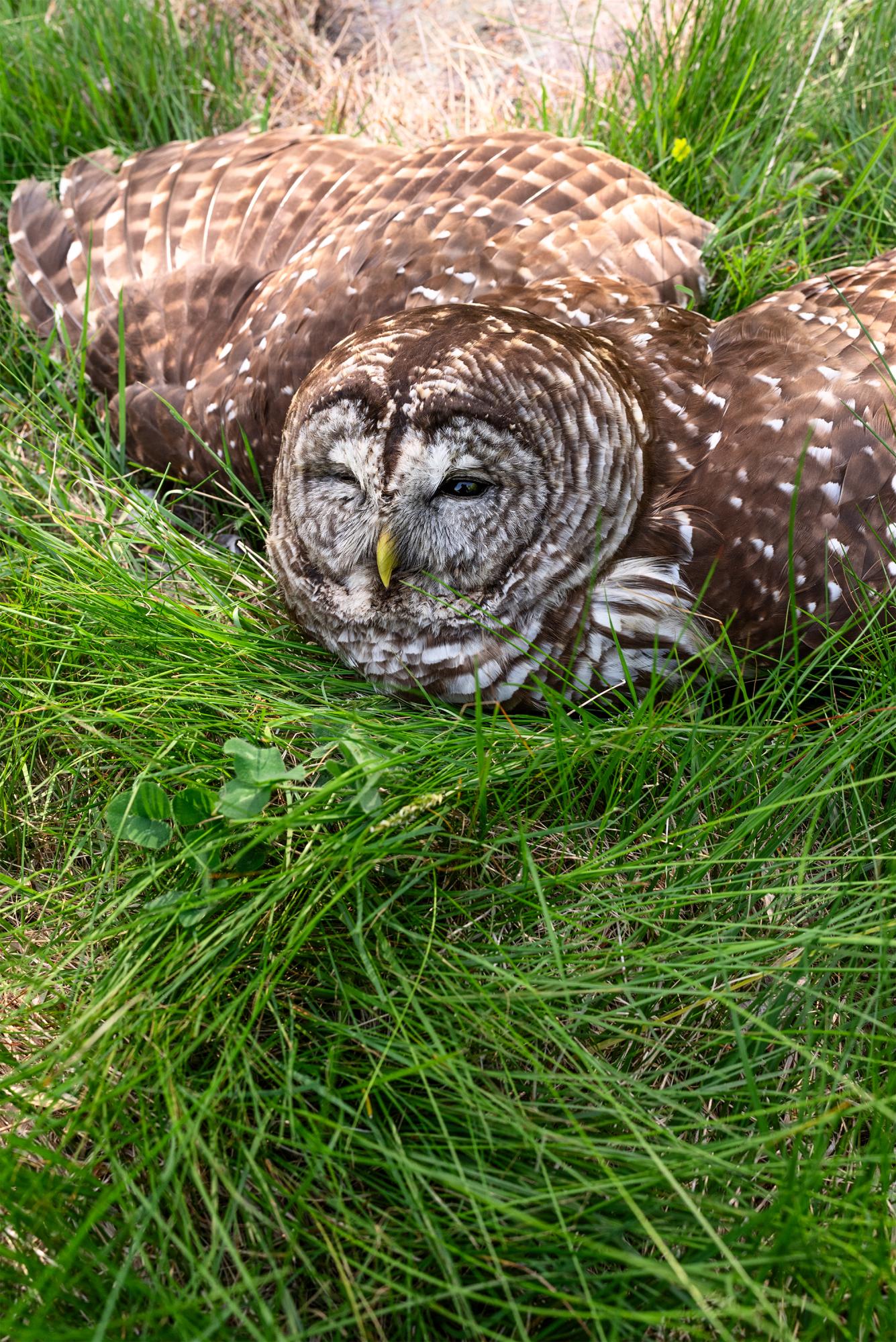 It Takes a Village - A Barred owl poisoned from lawn chemicals.
