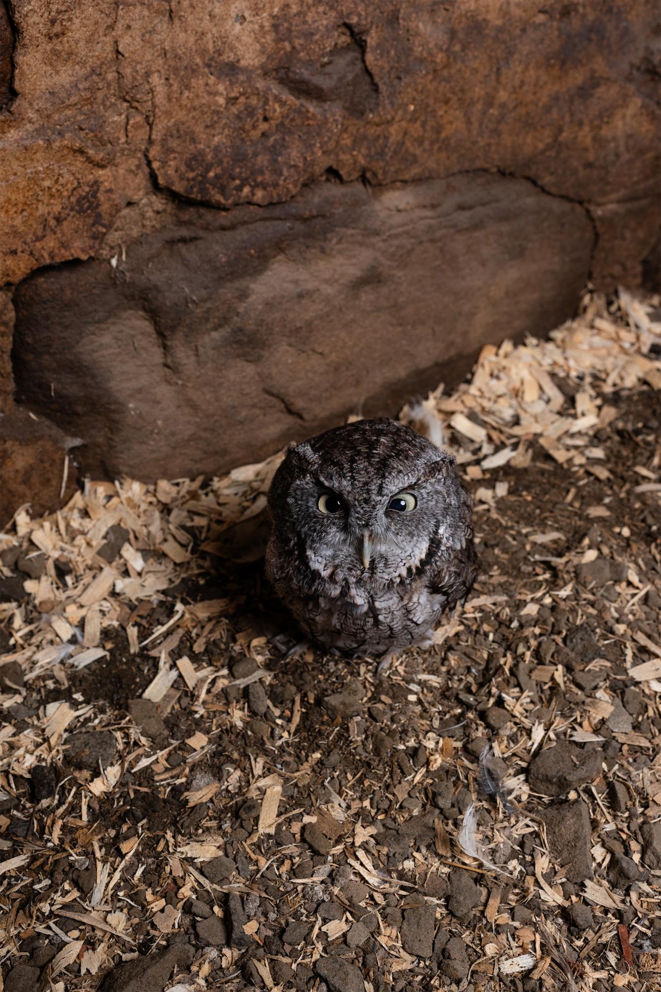 It Takes a Village - A baby Screech owl found on the street.