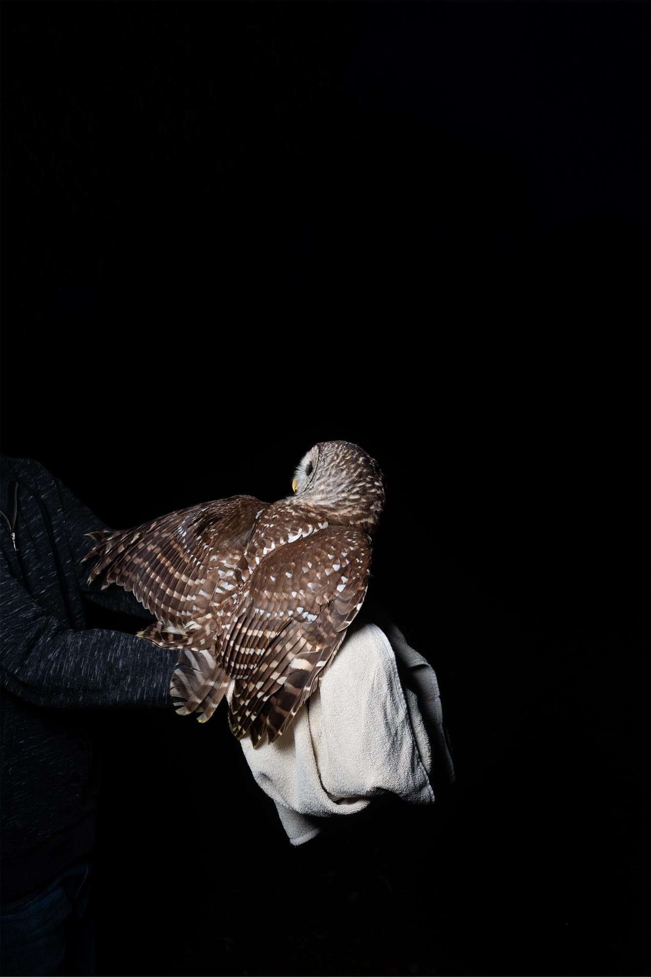 It Takes a Village - A rehabilitated Barred owl takes a last glance at his...