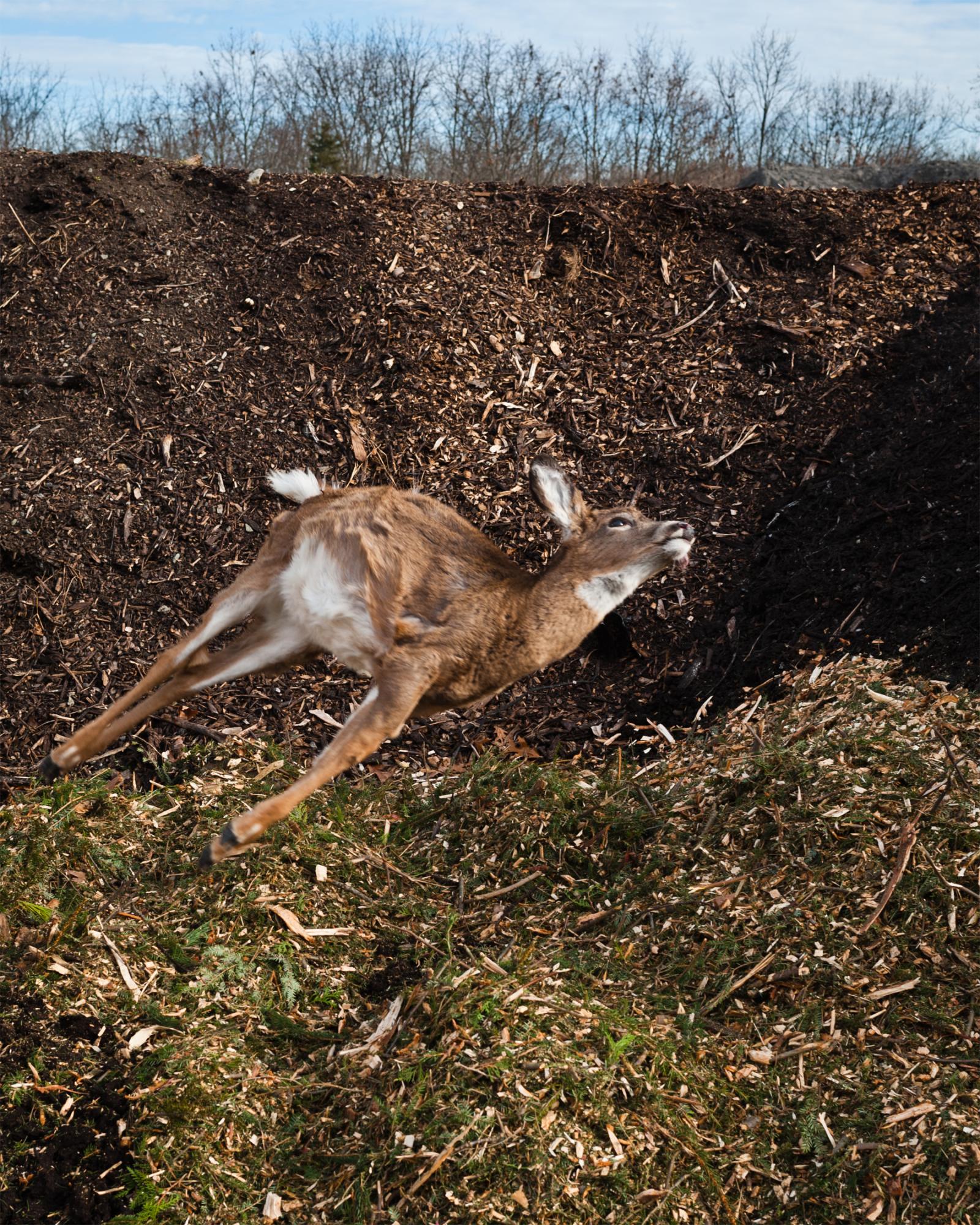 Reclaimed - A small fawn is tossed onto a pile of composted Christmas...