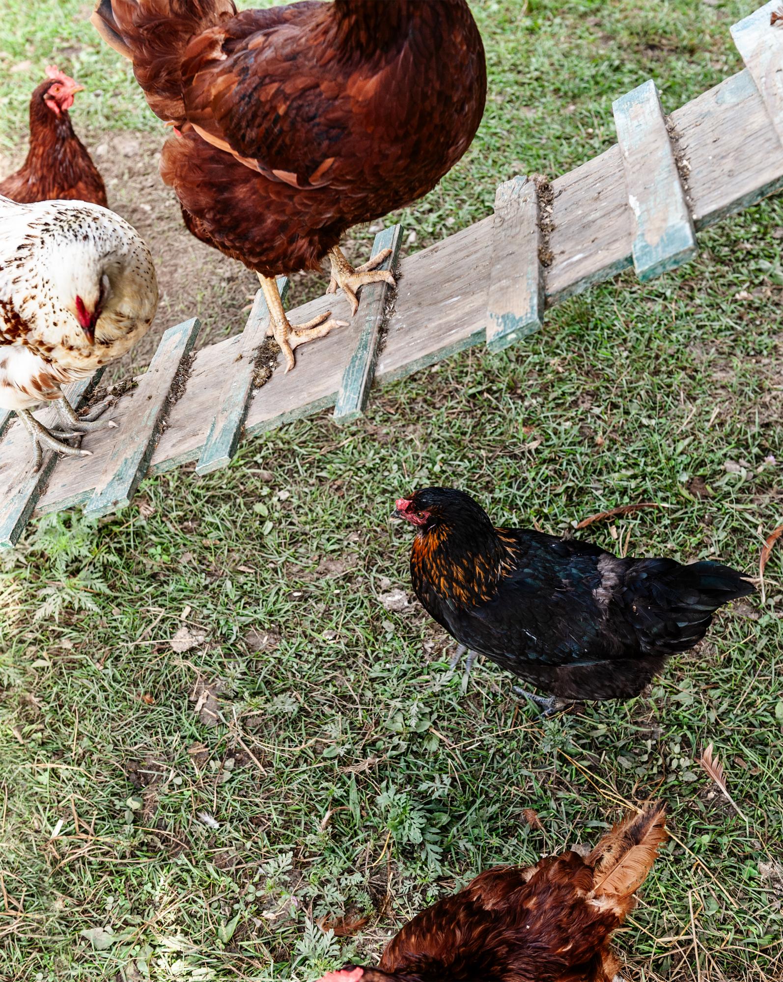 Considered - Chickens roam freely from pasture to coop.