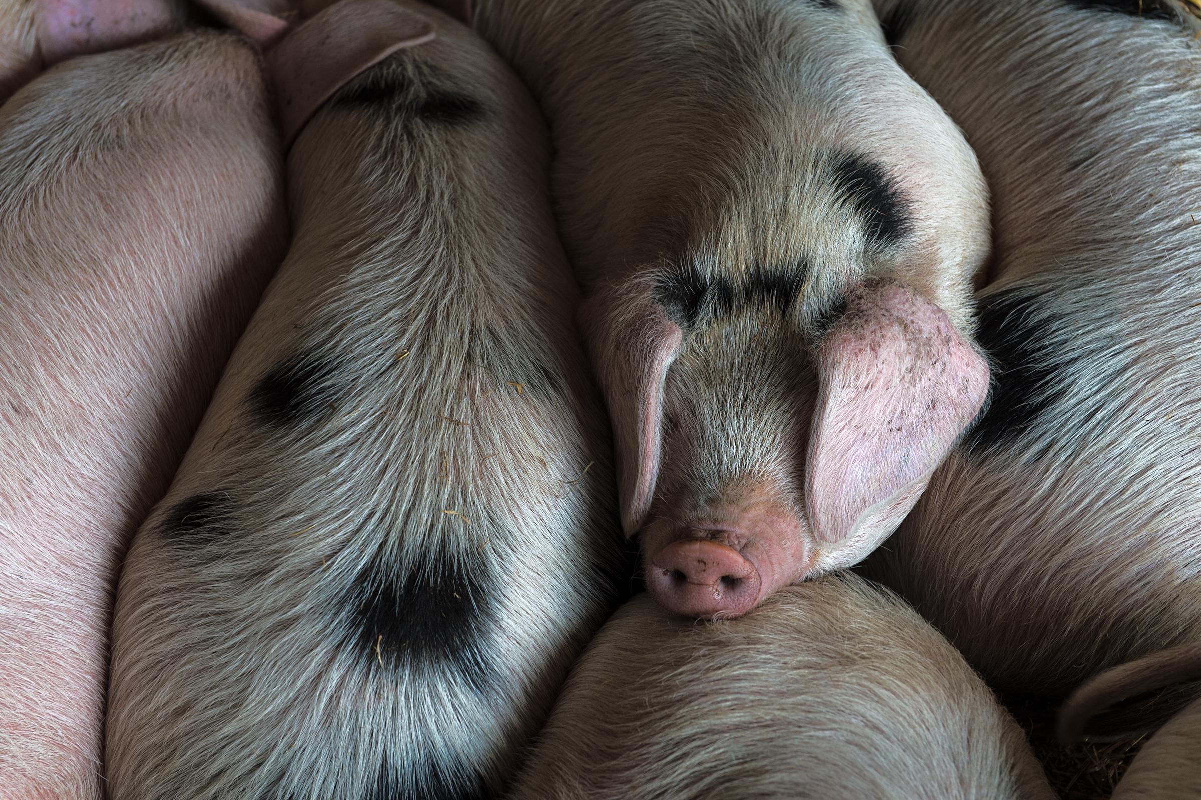Considered - Baby pigs are allowed to nurse with their mother, and...