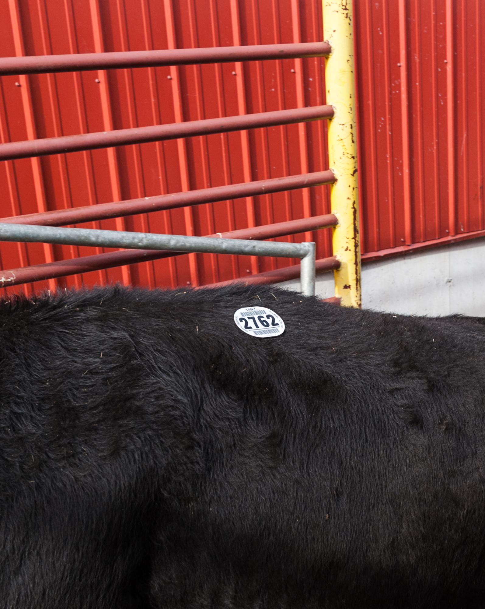Considered - Upon arrival, a numbered sticker is placed on each cow,...