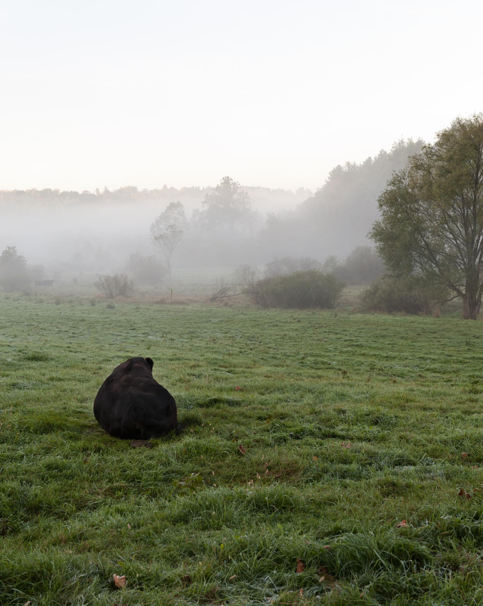 Considered - A cow relaxes in the morning mist.