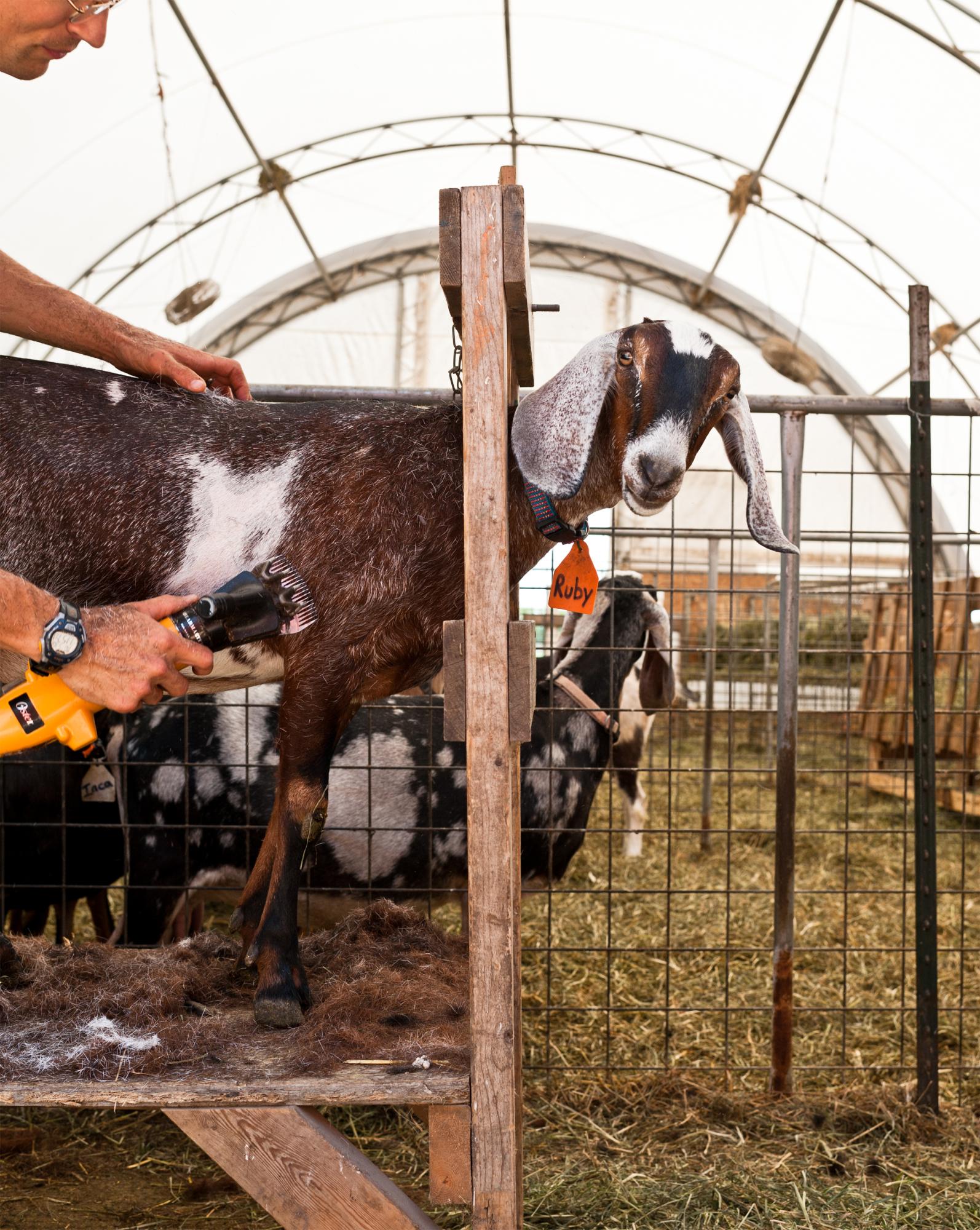 Considered - Prairie Fruits Farm in Illinois, keeps their goats...