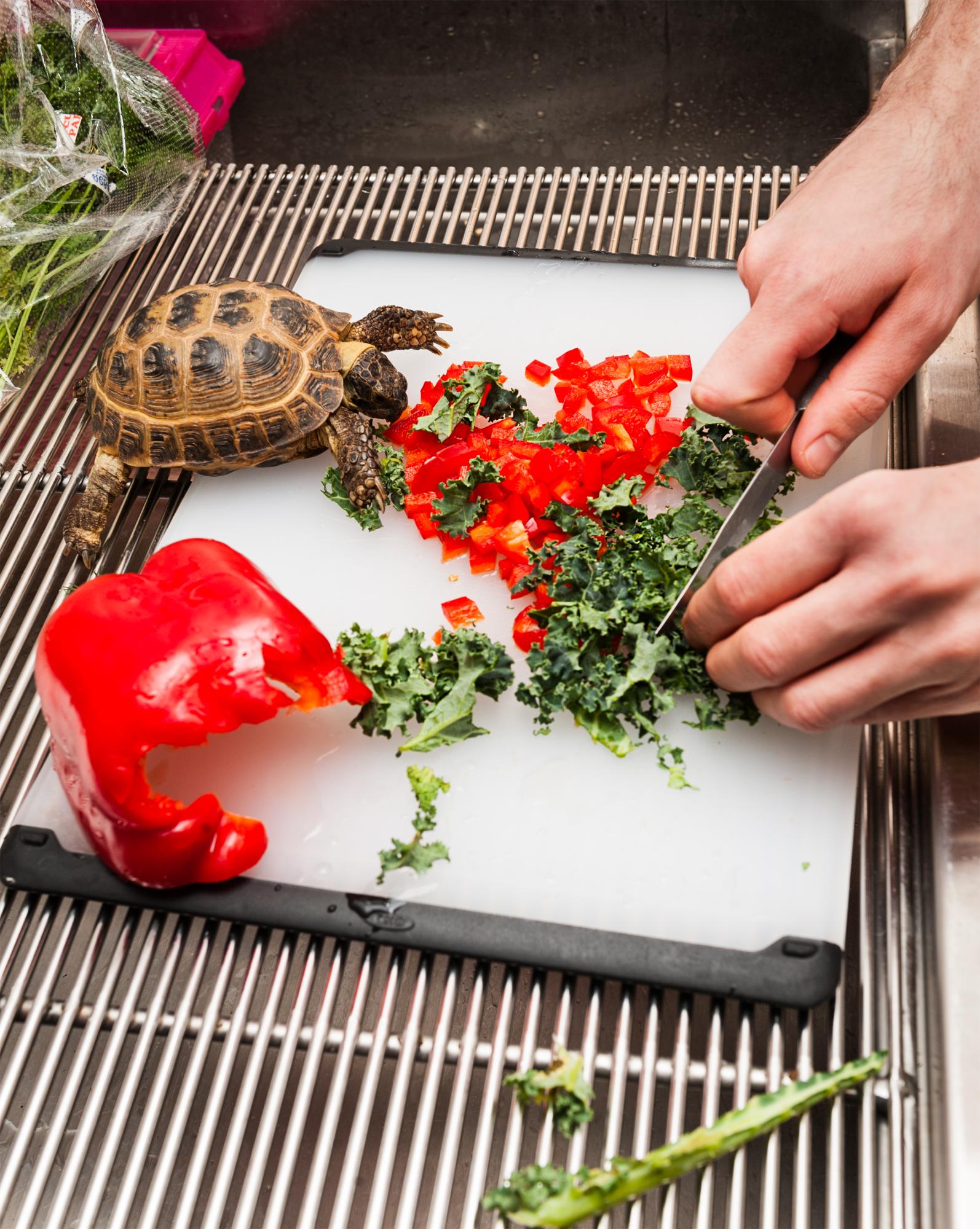Displaced - Preparing lunch for a Russian Tortoise.