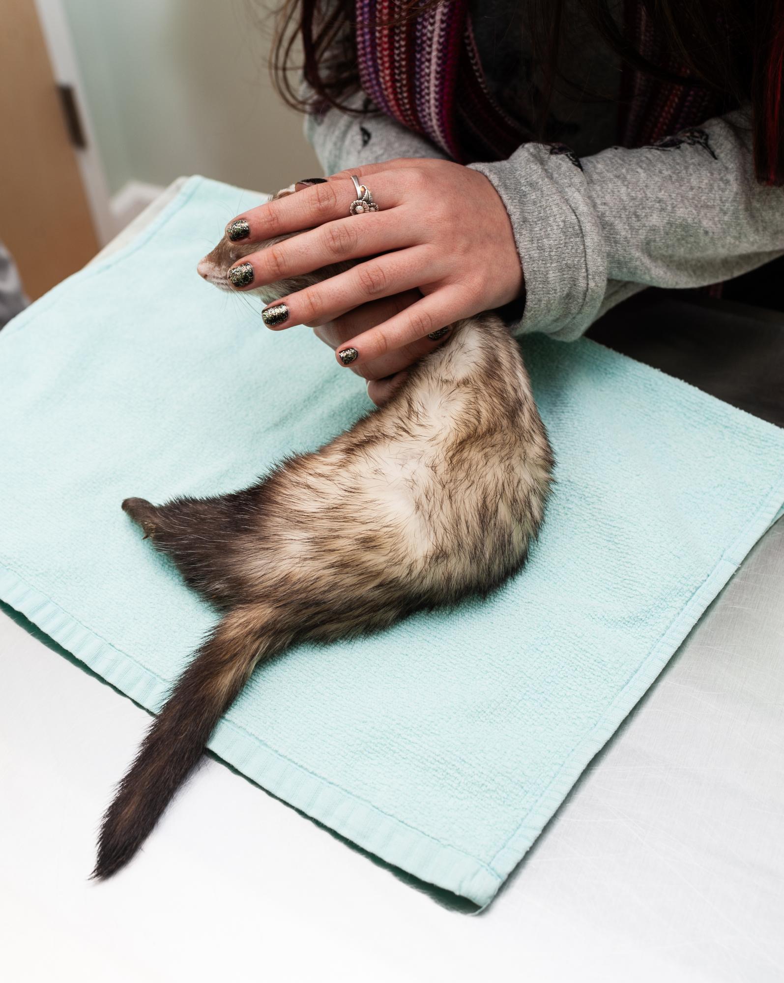 Displaced - A pet owner grapples with leaving her ferret overnight.