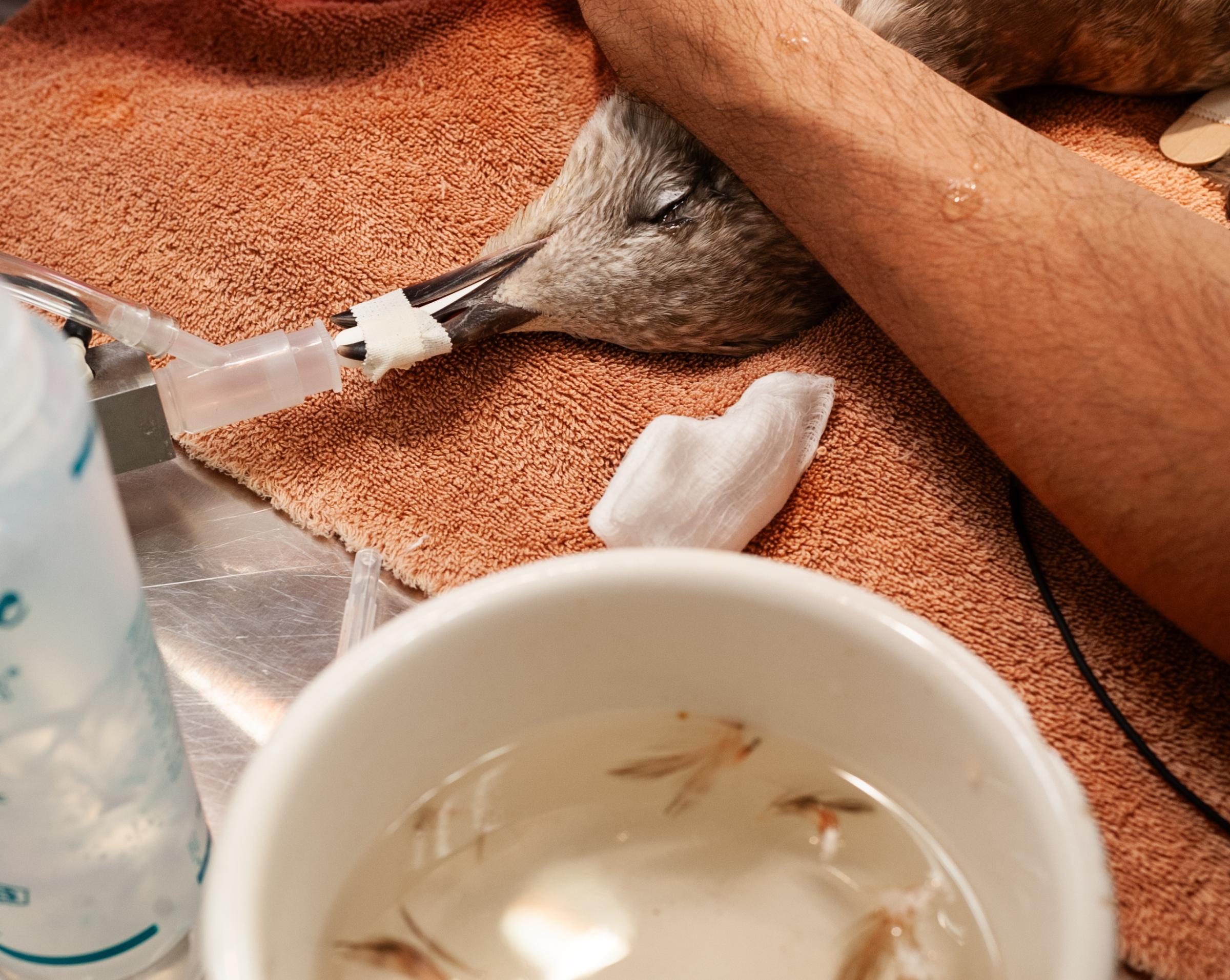 Displaced -  An adolescent herring gull undergoing surgery for a...