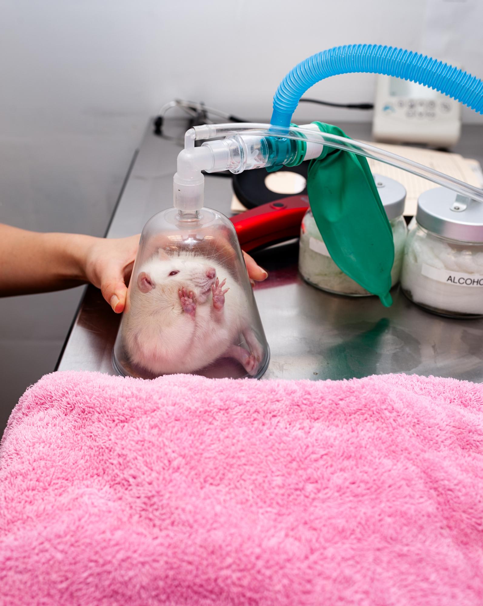 Displaced - A rat in twilight as he undergoes anesthesia before...