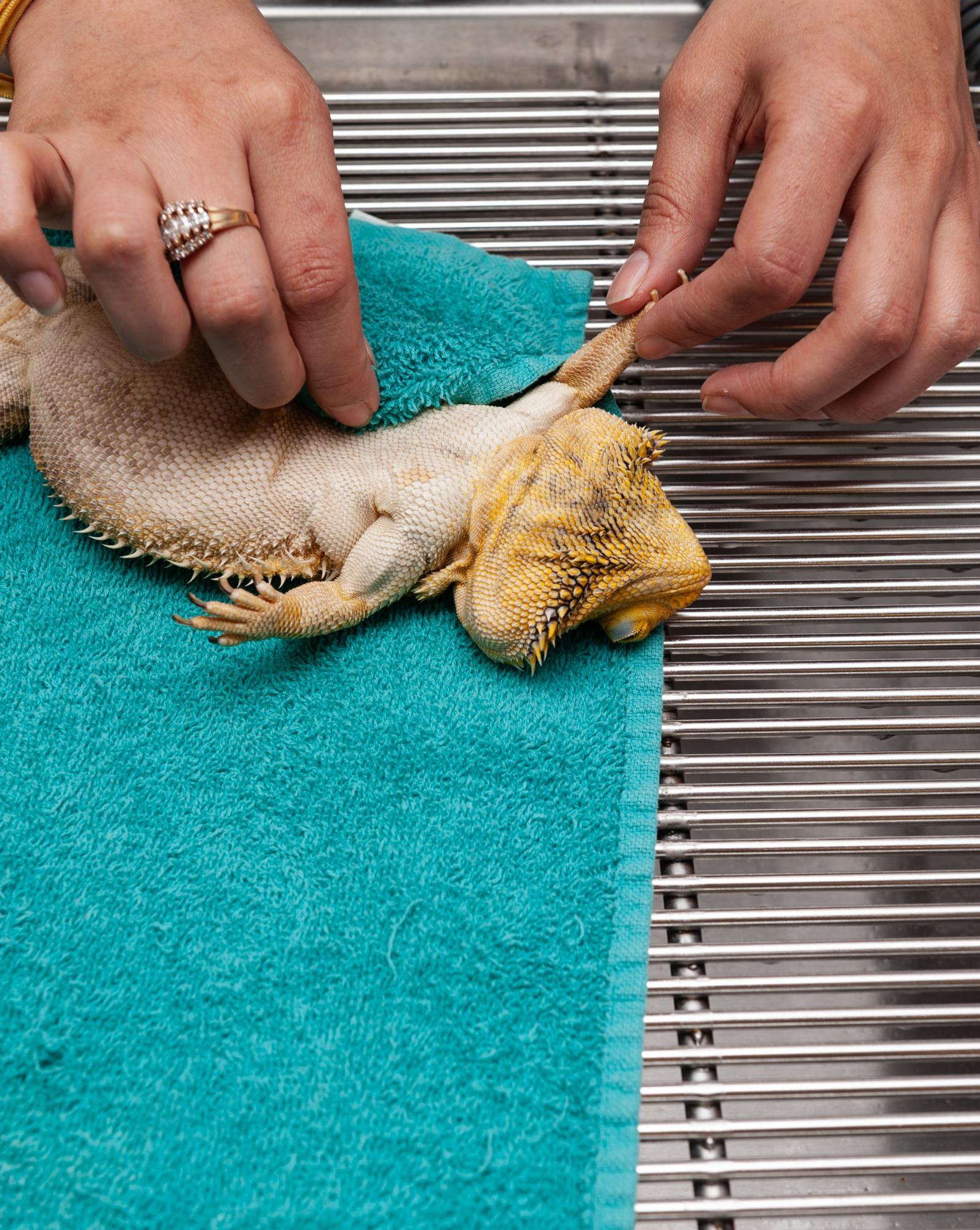 Displaced - Failed resuscitation of a Yellow Bearded Dragon.