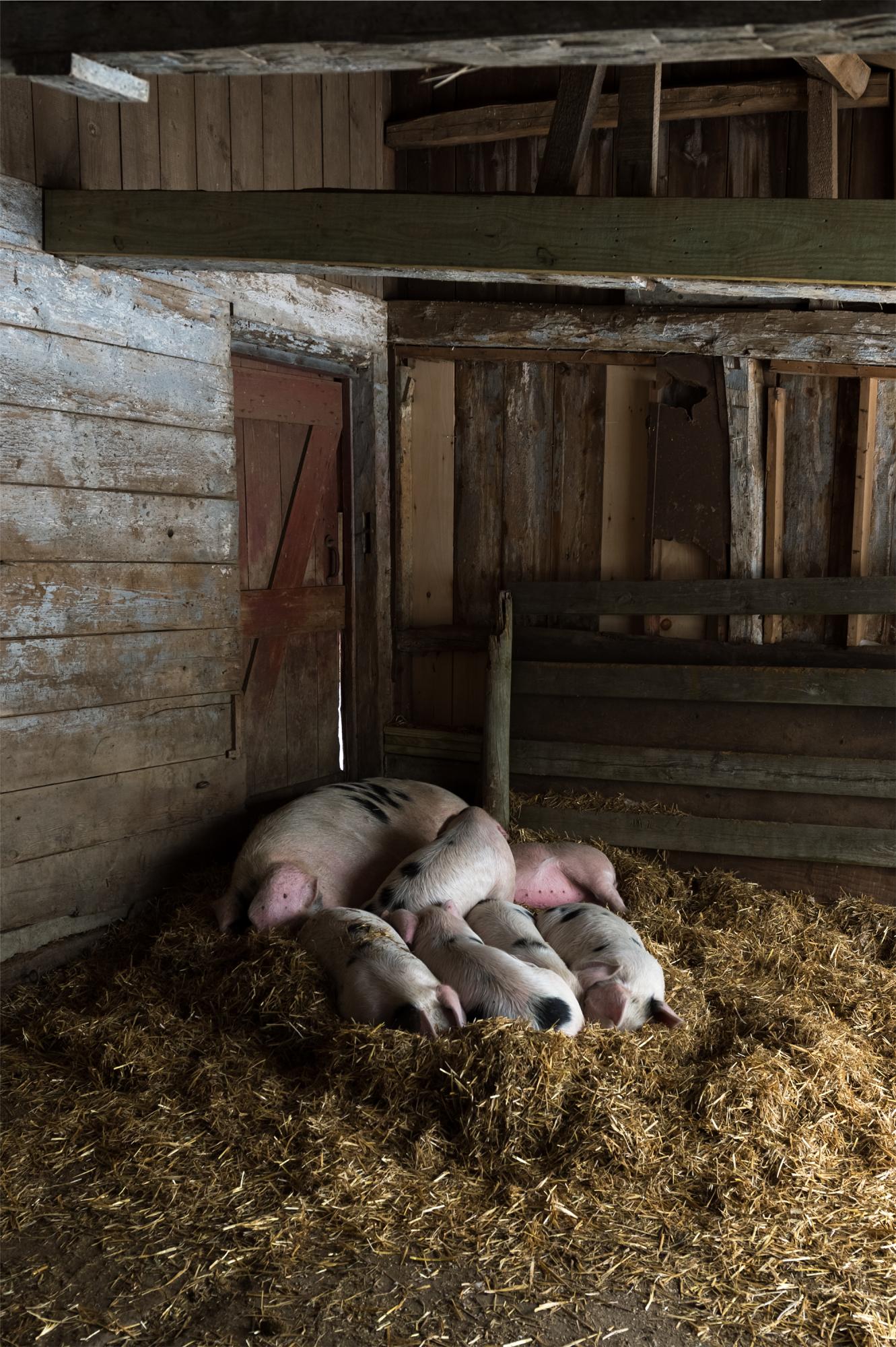 Considered - Baby pigs are allowed to nurse with their mother, and...