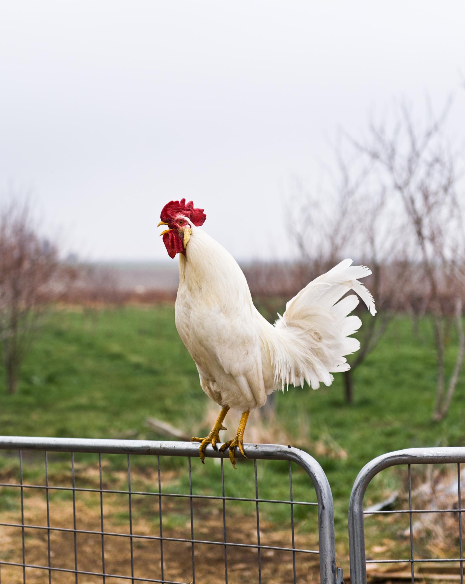 Considered - Mr. Foghorn is a leghorn, and the gatekeeper at Prairie...