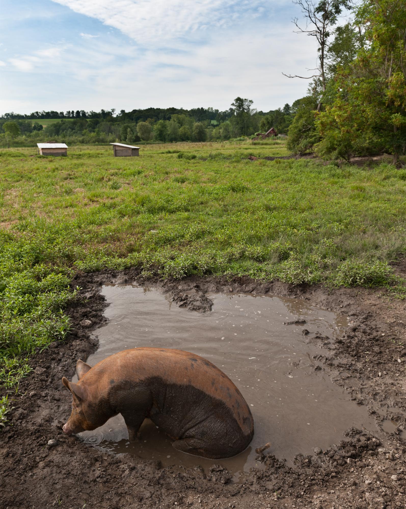 Considered - A sow stays cool in a mud bath, which also serves as a...