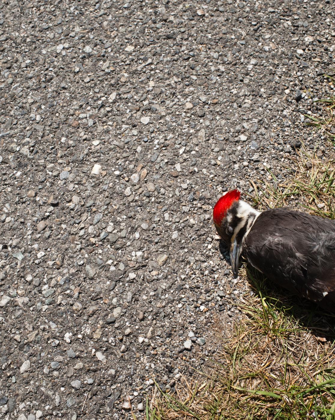 Pileated woodpecker Ward Pound Ridge Reservation 