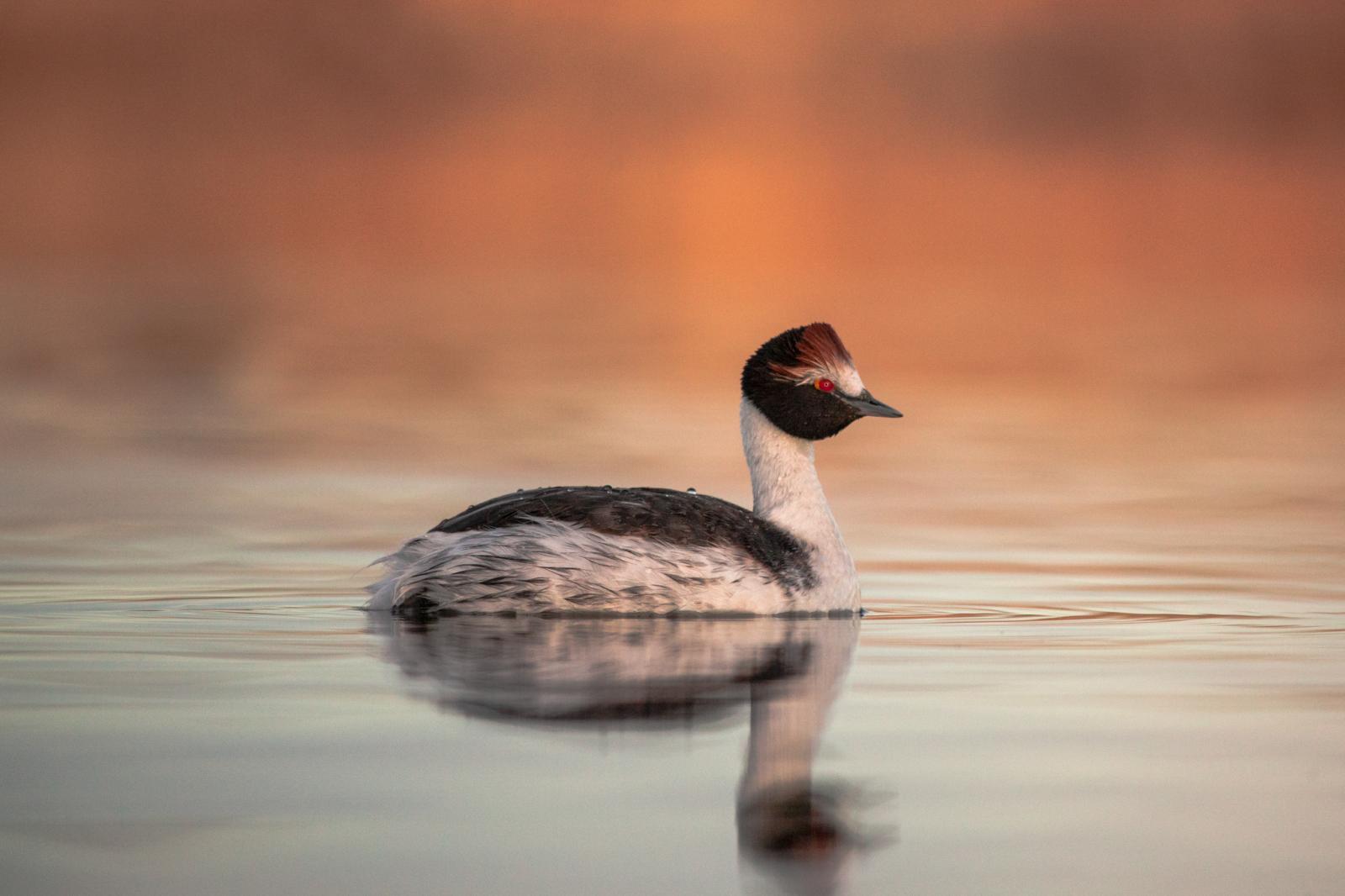 A glimpse of hope for the Hooded Grebe