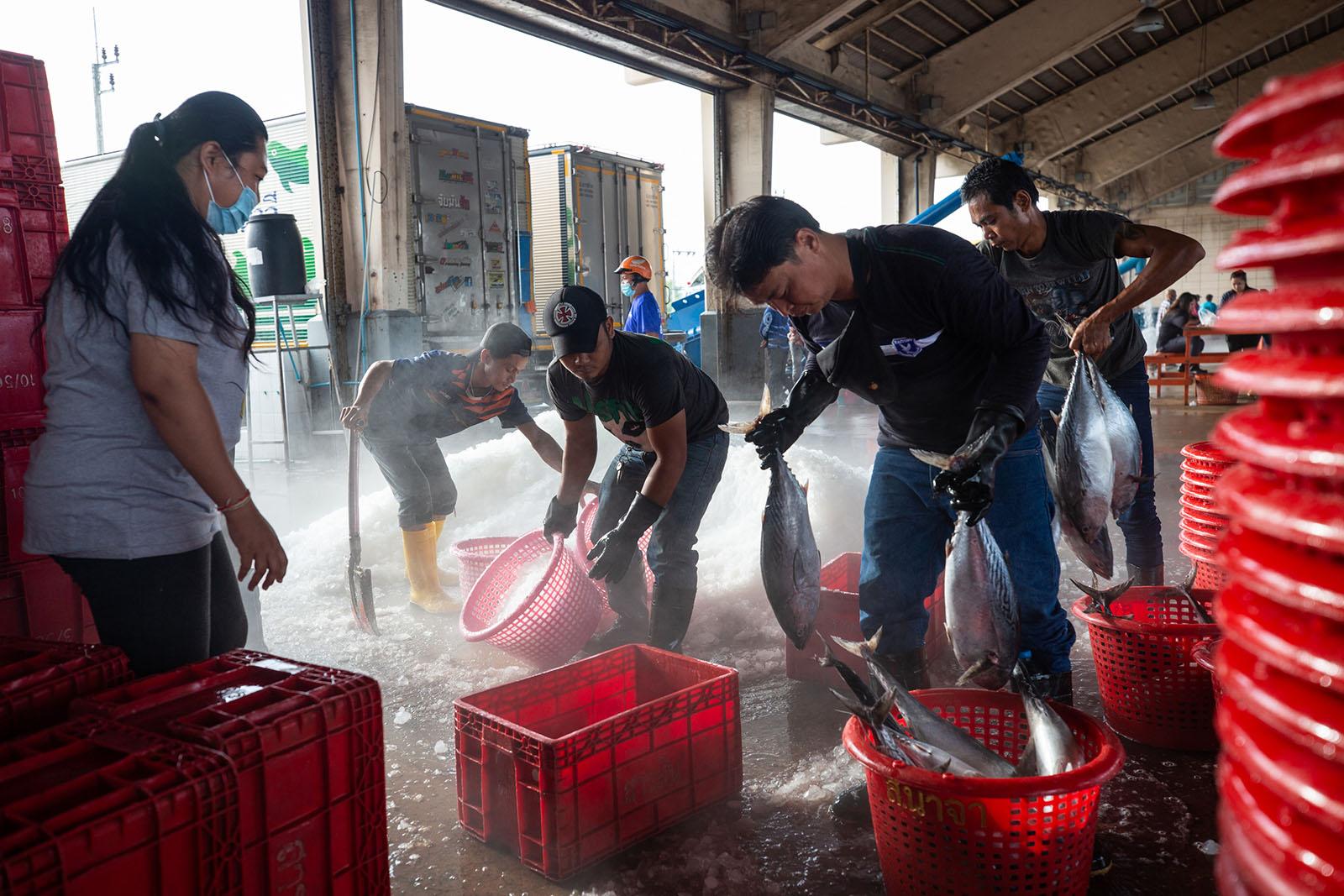 LIFE ON THE OTHER SIDE - Phuket Port, Phuket - Migrant workers separate the catch...