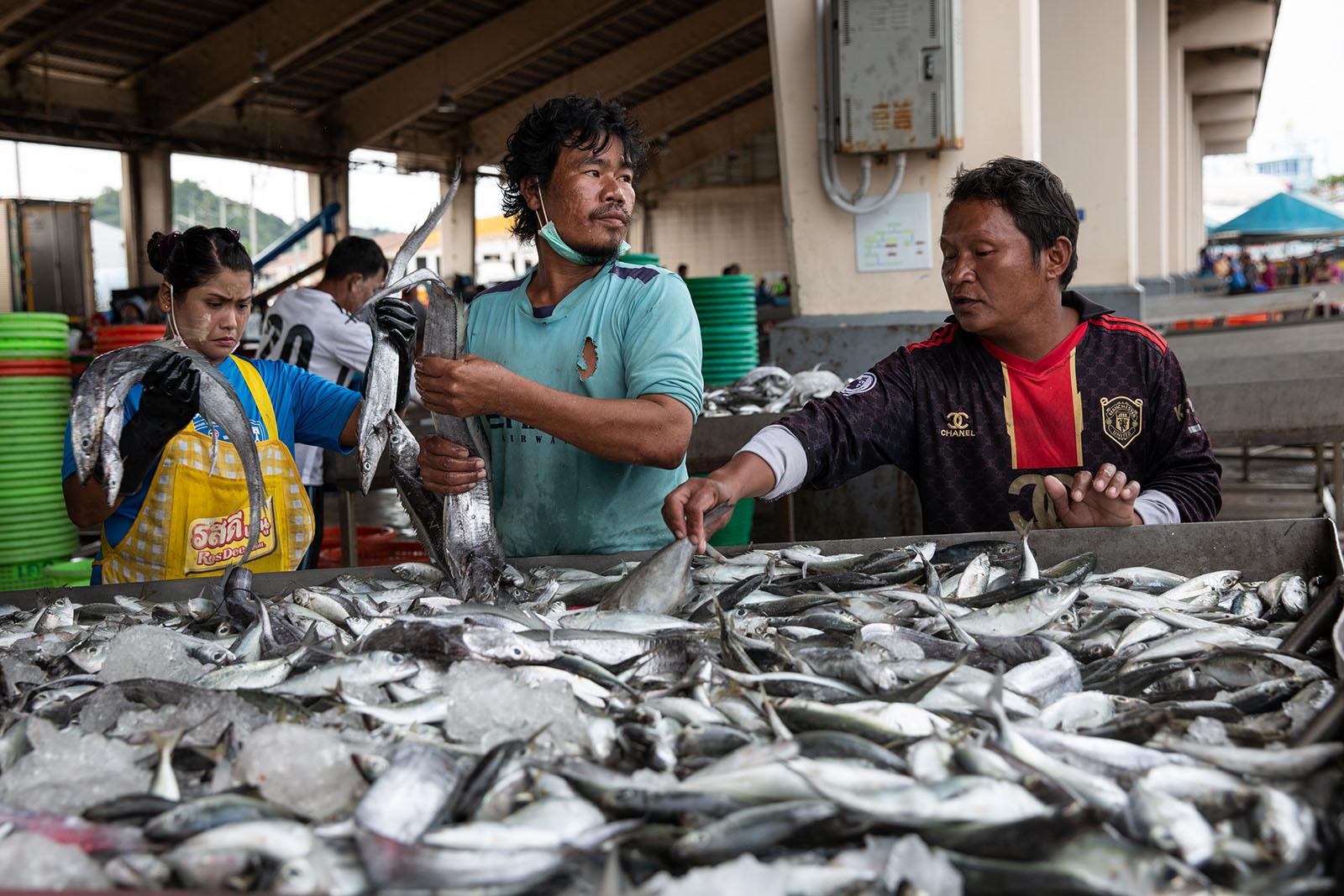 LIFE ON THE OTHER SIDE - Phuket - Migrant workers sort recently caught fish at...