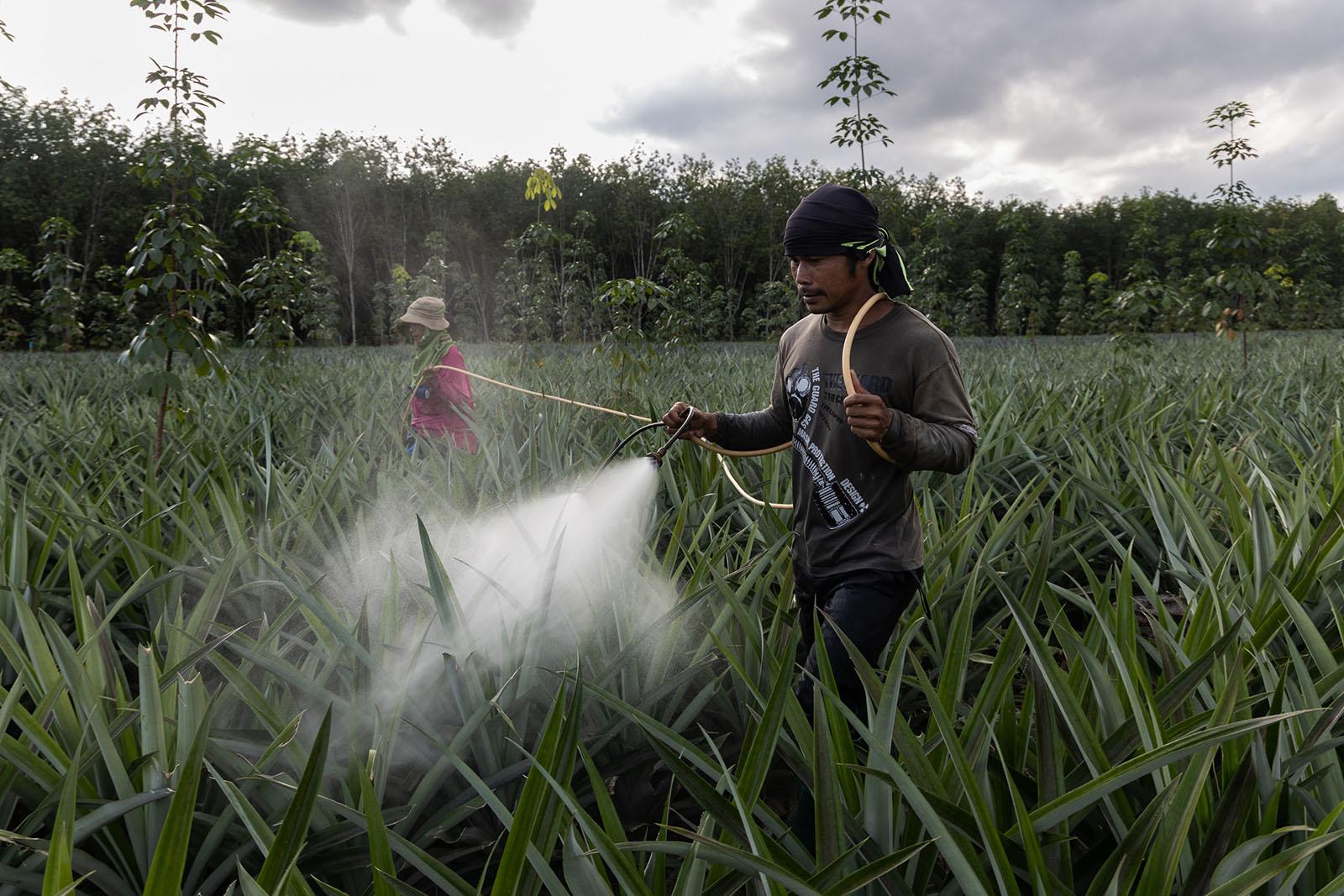 A FRAGILE COEXISTENCE - Farm workers spray a pineapple plantation with...