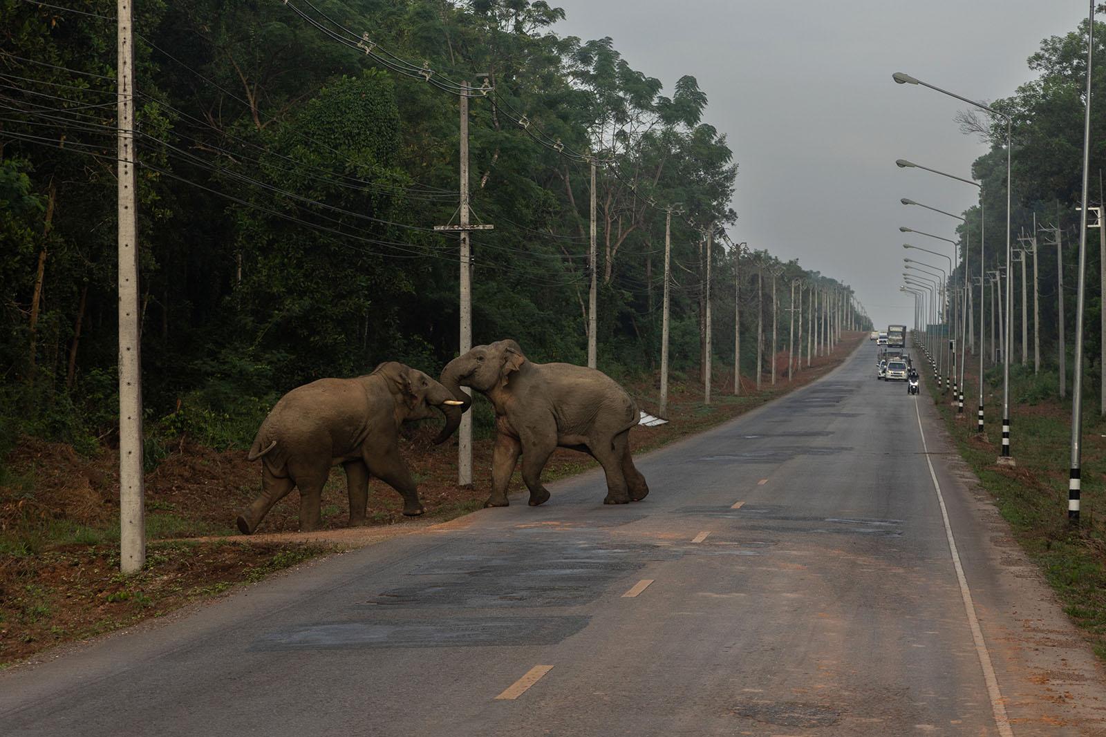 A FRAGILE COEXISTENCE - Two male elephants fight on a large road in the early...