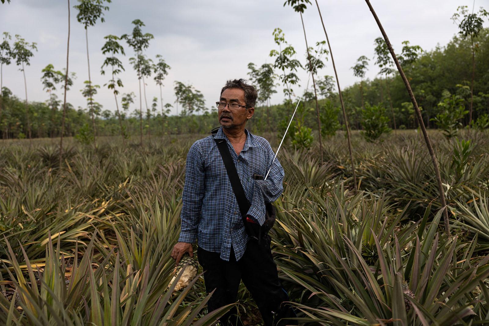 A FRAGILE COEXISTENCE - Chern Kaewluang, 59, holds a half eaten pineapple...