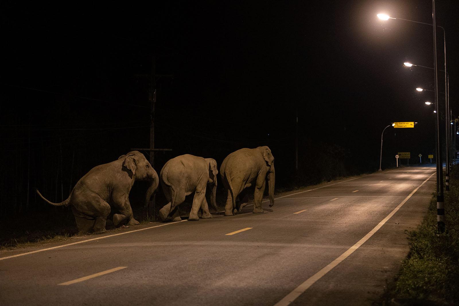 A FRAGILE COEXISTENCE - A group of young male wild elephants walk across a road...