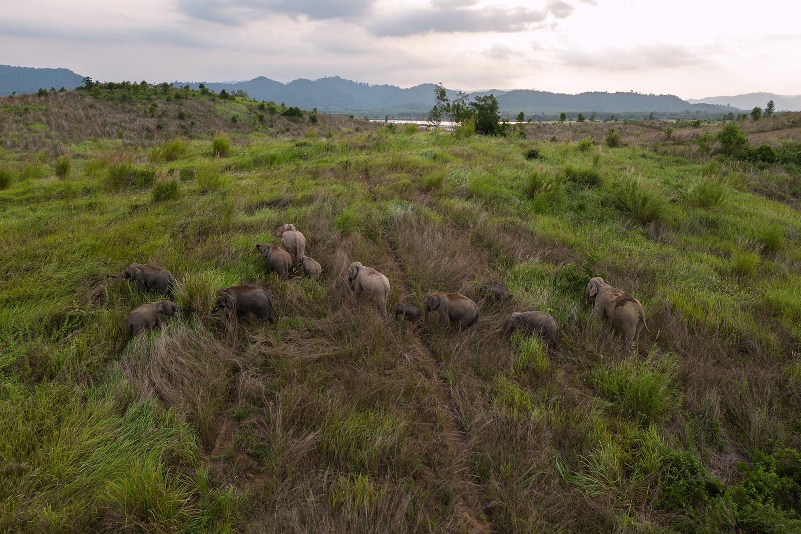 A FRAGILE COEXISTENCE - A herd of wild elephants roam the grassy hills of Praket...