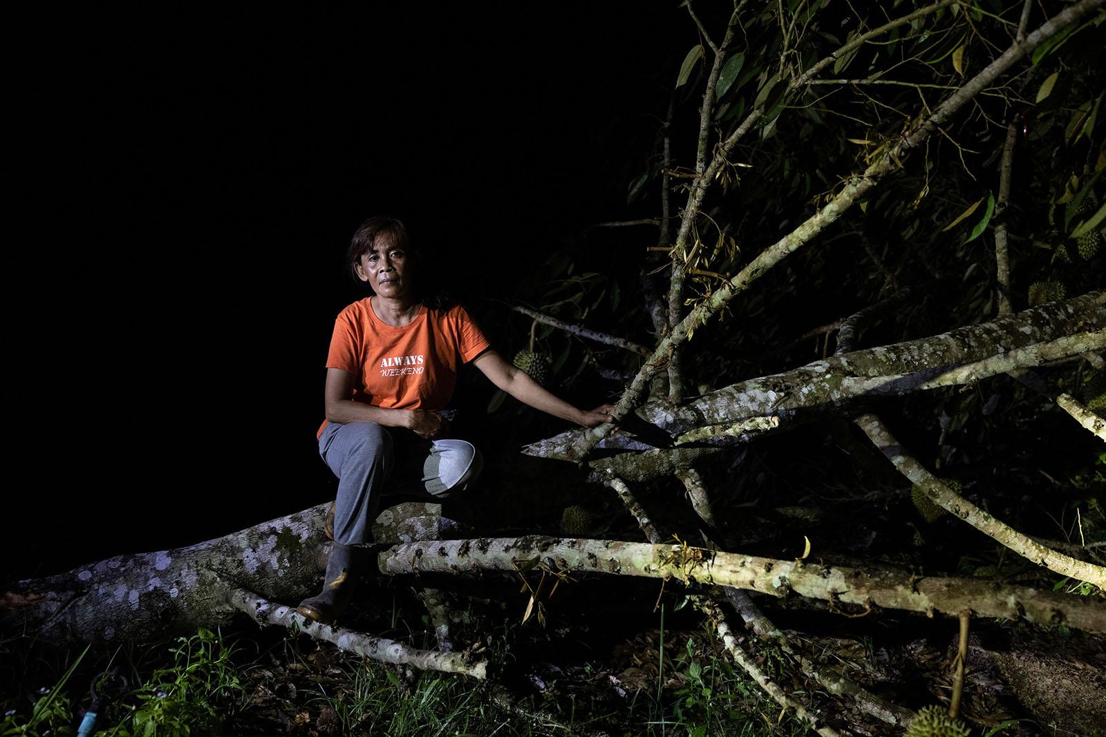 A FRAGILE COEXISTENCE - Kanitha Ramphingkul, 51, sits on an old durian tree that...
