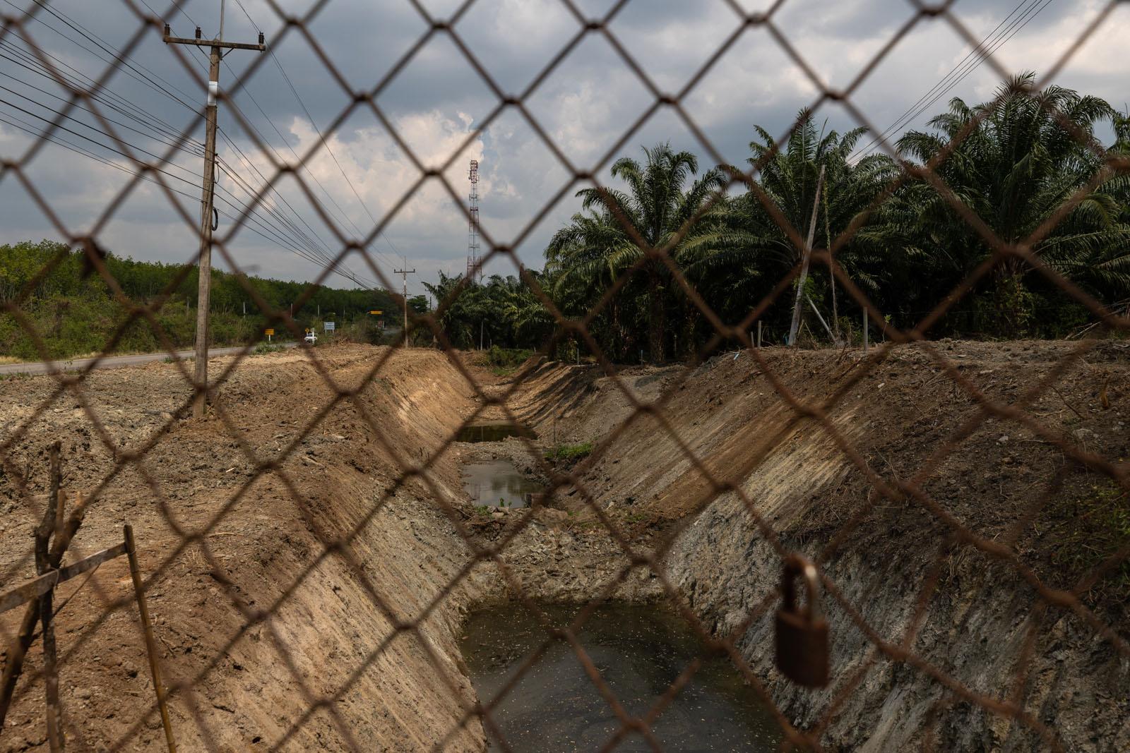 A FRAGILE COEXISTENCE - To stop elephants entering this palm plantation, a few...