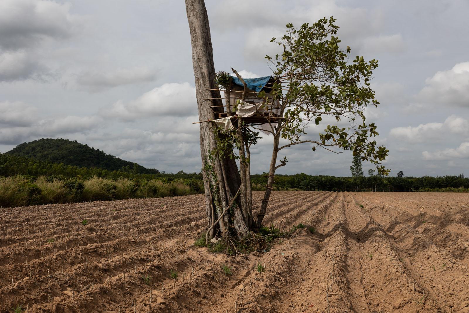 A FRAGILE COEXISTENCE - A cassava farmer built a treehouse above his field, where...