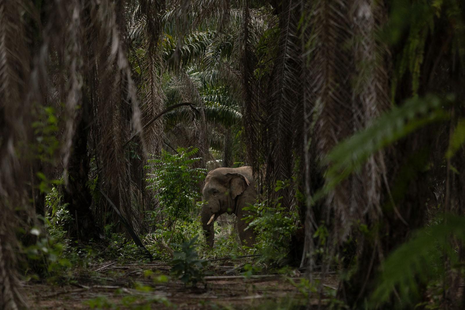 A FRAGILE COEXISTENCE - A male wild elephant walks through a palm plantation on...