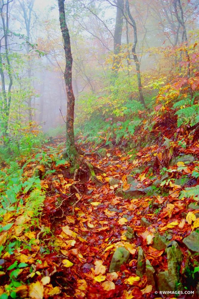 Thumbnail of APPALACHIAN TRAIL SMOKY MOUNTAIN_ https://www.rwimages.com/index 