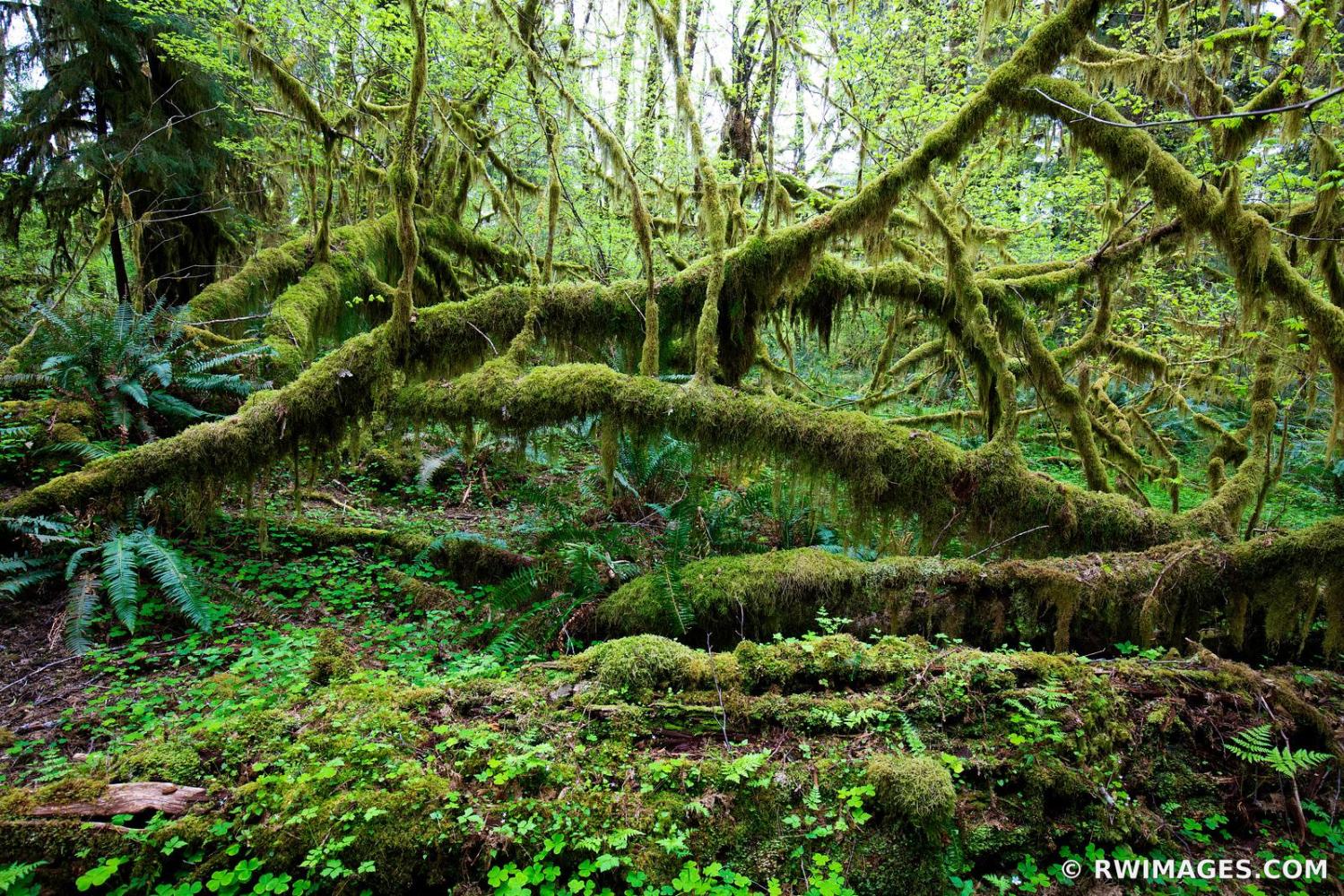 Hoh Rainforest Washington - All...https://www.rwimages.com/index 