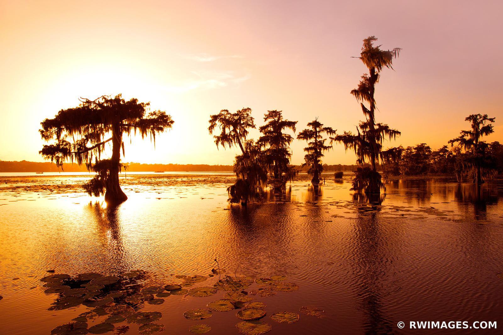 Lake Martin Louisiana Swamp - C...https://www.rwimages.com/index 
