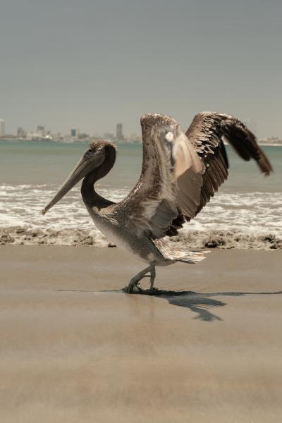 Pelican | Buy this image