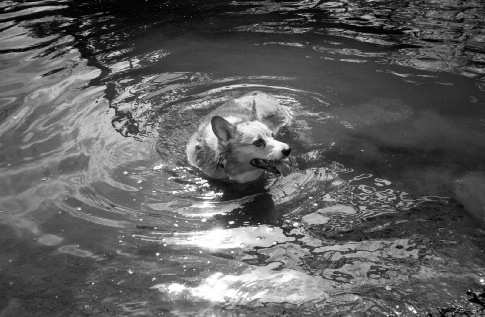 Sophie in the River, Pennsylvania, March 2022