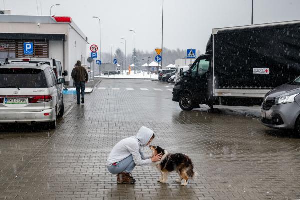 Przemsyl - Milan - From Milan to refugee centers in Poland on the border with Ukraine - A little girl cuddles a puppy in a service area in Poland near the Ukrainian border. The war...