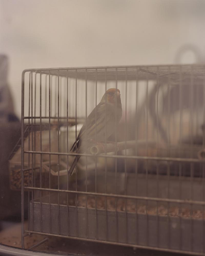A bird in the cage, Appleby Fair. England, 2019.
