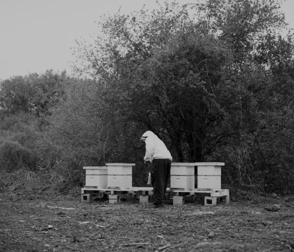 Beekeepers of North Lawndale